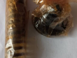 Клапан нагнітальний 9006.3906061 (з пружиною та упором) ЯМЗ-236238