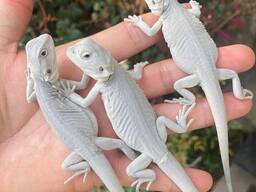 Класні бородаті ящірки для дому, бородата агама, неймовірно милі