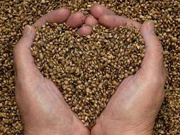 Клітковина (шрот) з конопель