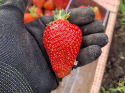 Клубника Мурано ремонтантная