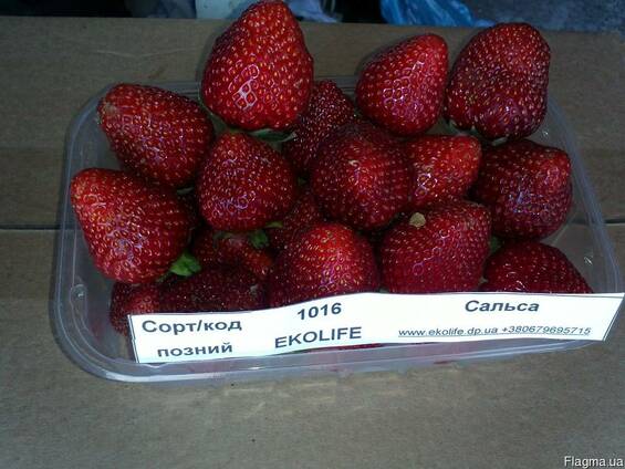 Клубника сальса описание сорта