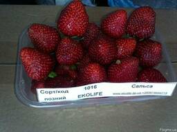 Клубника поздний сорт Сальса (Salsa)