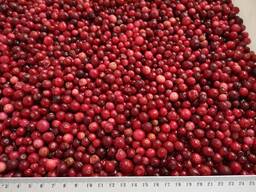 Клюква дикорастущая замороженная