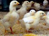 Бройлер КОББ 500, РОСС 308 добові - фото 2
