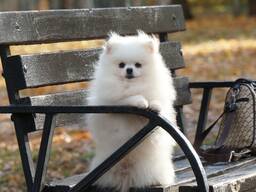 Кобель померанського шпіца білого забарвлення, документи, доставка.