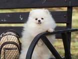 Кобель померанського шпіца білого забарвлення, документи, доставка. - фото 1