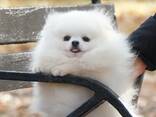 Кобель померанського шпіца білого забарвлення, документи, доставка. - фото 3