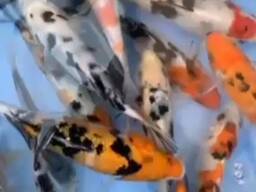 Koipond_Kyiv, koi, рыбки для пруда, корм для коі, акваріум, ставок, зоомагазин, рибки