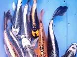 Koipond_Kyiv, koi, рыбки для пруда, корм для коі, акваріум, ставок, зоомагазин, рибки - фото 1