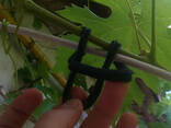 КОЛЬЦО трикотажное, для подвязки виноградной лозы и малины - фото 2