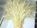 Колоски пшеницы для декора, поделок, рукоделия купить - фото 1