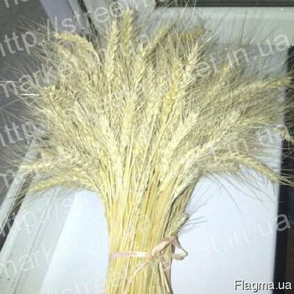 Колоски пшеницы для декора, поделок, рукоделия купить