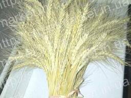 Колоски пшеницы для декора, поделок, рукоделия купить