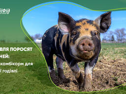 Комбікорм для поросят (свиней) від виробника 100%