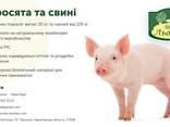 Комбікорм для свиней, кролів та птиці - фото 2