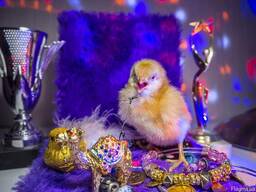 Комбикорм для бройлеров, индюков, уток, цыплят