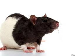 Комбикорм для лабораторных животных (мыши, крысы)