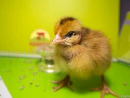 Комбикорм "Калинка"