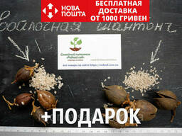 Комплект семян павловния войлочная (адамово дерево) +...