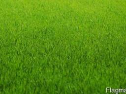 Консервация газона.