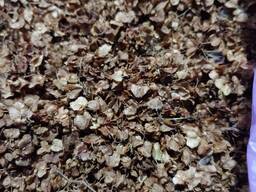 Конский щавель ( дикорос) семена