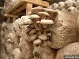 Консультация по организациии грибного производства - фото 1