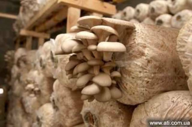 Консультация по организациии грибного производства