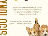Консультація кінолога онлайн - порозумійтеся з вашим собакою! - фото 1