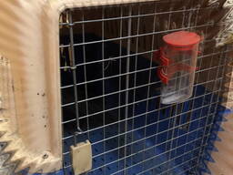 Контейнер клітка переноска для середніх великих собак. 90x70x60см