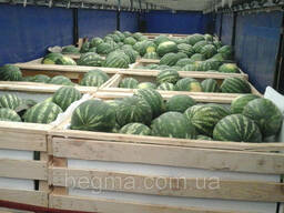 Контейнер арбузный