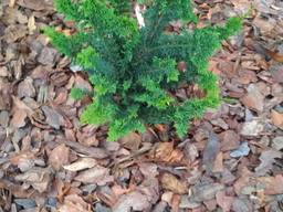 Кора сосновая Декоративная Средняя