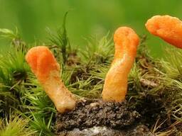 Кордицепс 120 капсул по 450 мг (Фермерский)