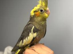 Корелла, попужка корела, попугай ручной нимфа