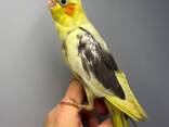 Корелла, попужка корела, попугай ручной нимфа - фото 2