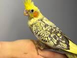Корелла, попужка корела, попугай ручной нимфа - фото 3