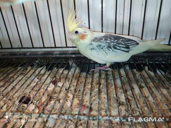 Корелла. Ручные малыши. Разного окраса и пола.