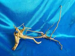 Корень Азалии. Натуральное дерево. Ручная работа. Декор для террариума и аквариума.