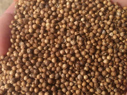 Кориандр Оксанит