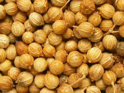 Кориандр семена