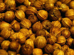 Коріандр врожаю 2023