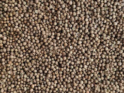 Коріандр зерно