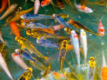 Корм для кои, coppens, рыбки, японские карпы кои, рыбки, кои - фото 6
