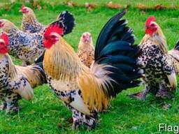 Кормосмесь для взрослой птицы