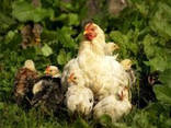 Хозяйство реализует: Яйца - Скорлупа !!! Полезна всей сетке животных и птиц !!!
