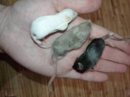 Кормовые мыши заморозка 7-9 грамм