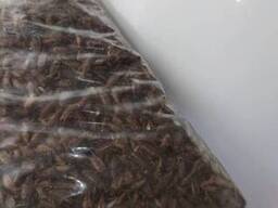 Кормовые сверчки для стрижа, различных птиц, рептилий и др животных. 1 кг. Заморозка