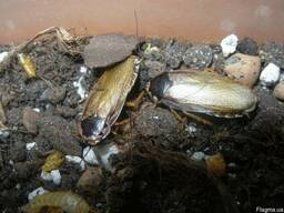Кормовые тараканы Фоэталия палида ( Phoetallia pallida )
