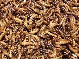 Кормовые зофобасы 1кг живой корм для рептилий, птиц, пауков и амфибий. Всё для. ..