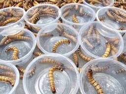 Кормовые зофобасы живой корм для рептилий, птиц, пауков и амфибий. Всё для содержания. ..