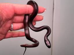 Королевская змея нигрита, черная домашняя змея, королівська змія